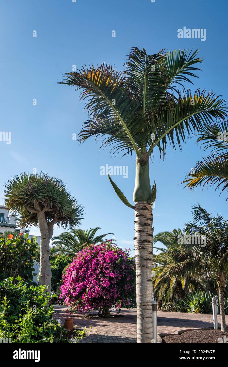 Las Marismas de Corralejo, Hotelgarten, blühender Bougainvillea , Palme, Corralejo, Fuerteventura, Kanarische Inseln, Spanien Stock Photo