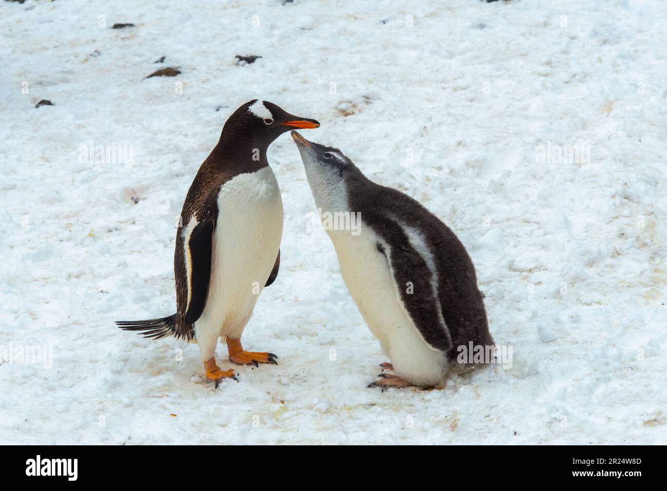 Brown Bluff, Antarctica. A hungry penguin chick nudges its mom for food. Stock Photo