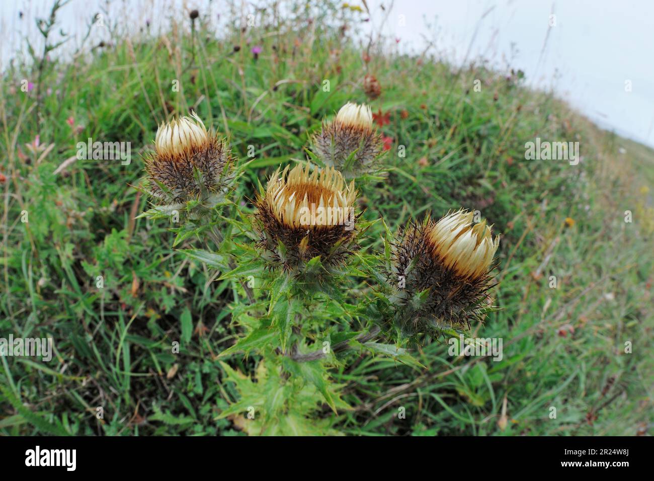 Carline Thistle (Carlina vulgaris) flowering plant growing on abandoned and overgrown lime kiln workings, North Northumberland, England, July 2014 Stock Photo