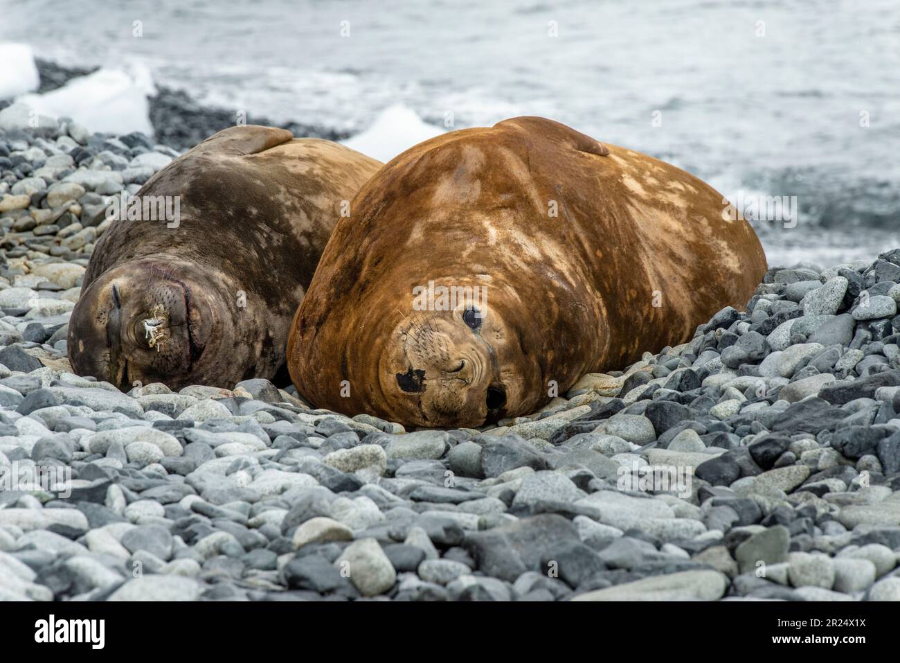 Lemaire Channel, Antarctica. Elephant seal females on the rocky beach in Antarctica. Stock Photo