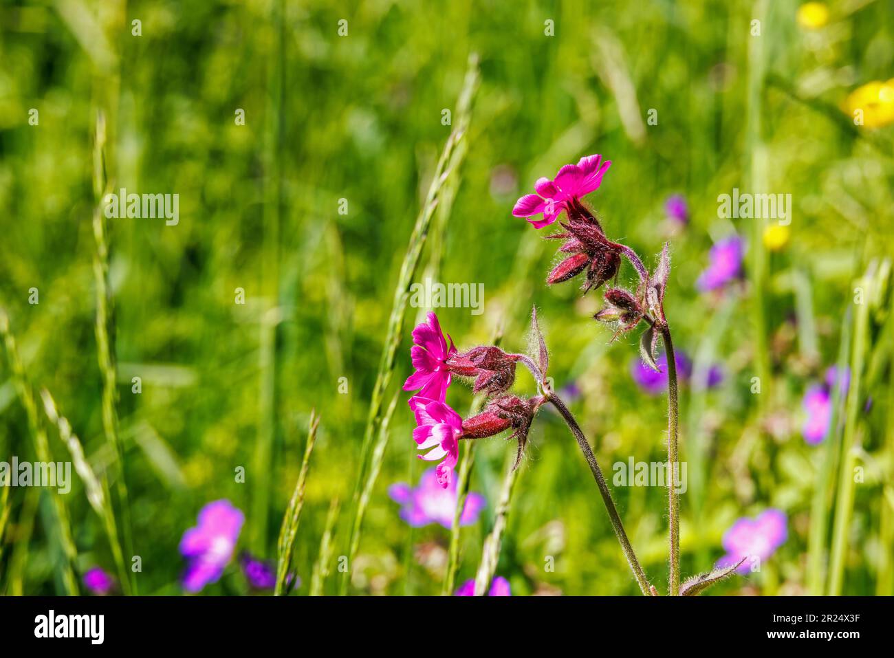 Sticky catchfly on a summer meadow Stock Photo