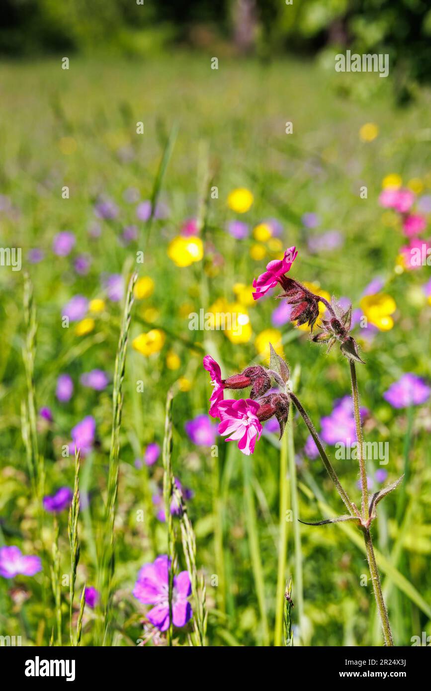 Clammy campion flowers a sunny summer day Stock Photo