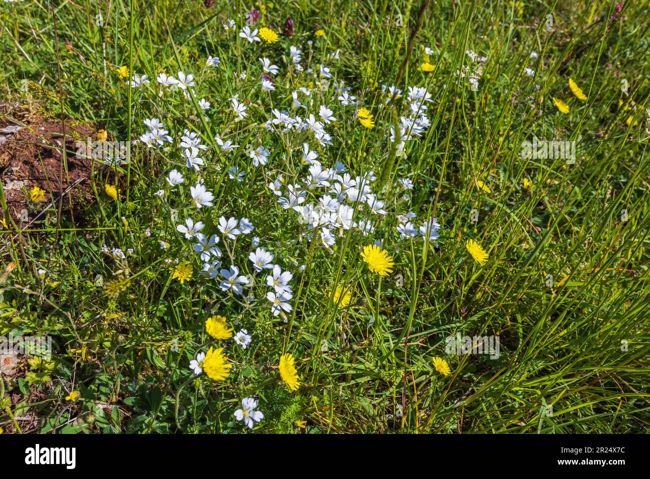 Meadow with flowering Field mouse-ear and Hieracium pilosella Stock Photo