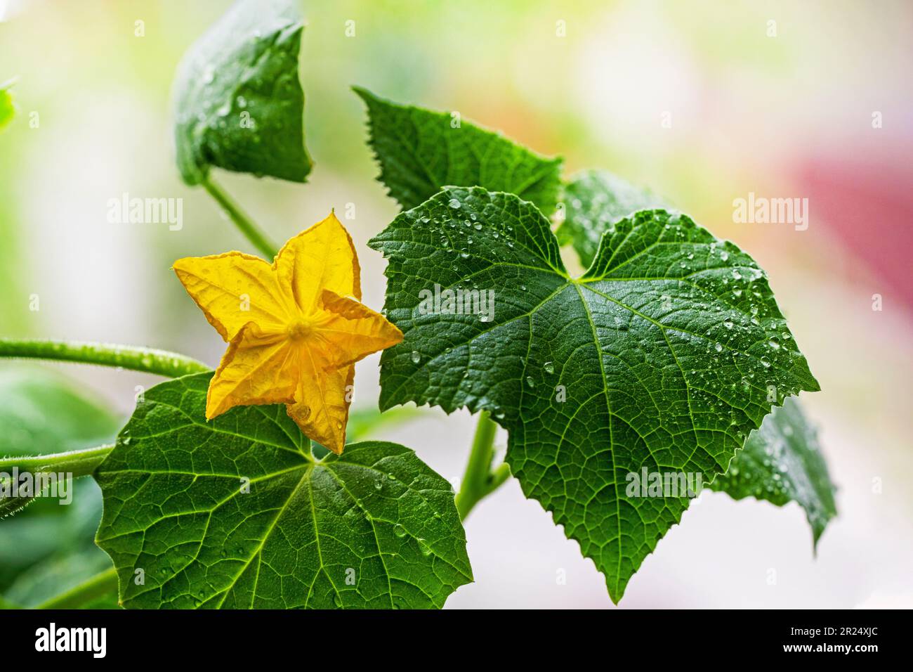 yellow cucumber flower after cucumber ovary, growing cucumbers at home