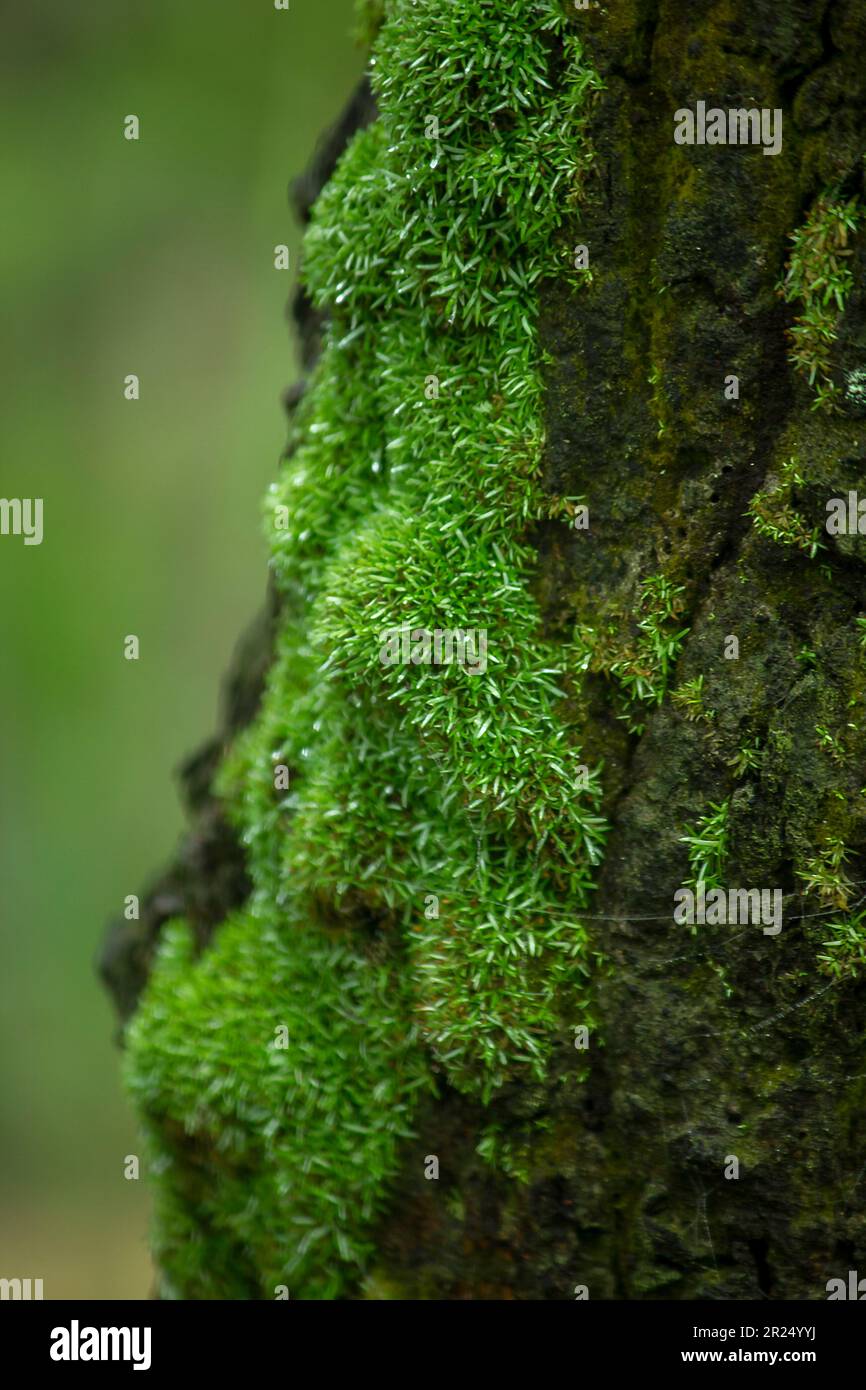 Moss green on trees in nature with moisture Stock Photo - Alamy