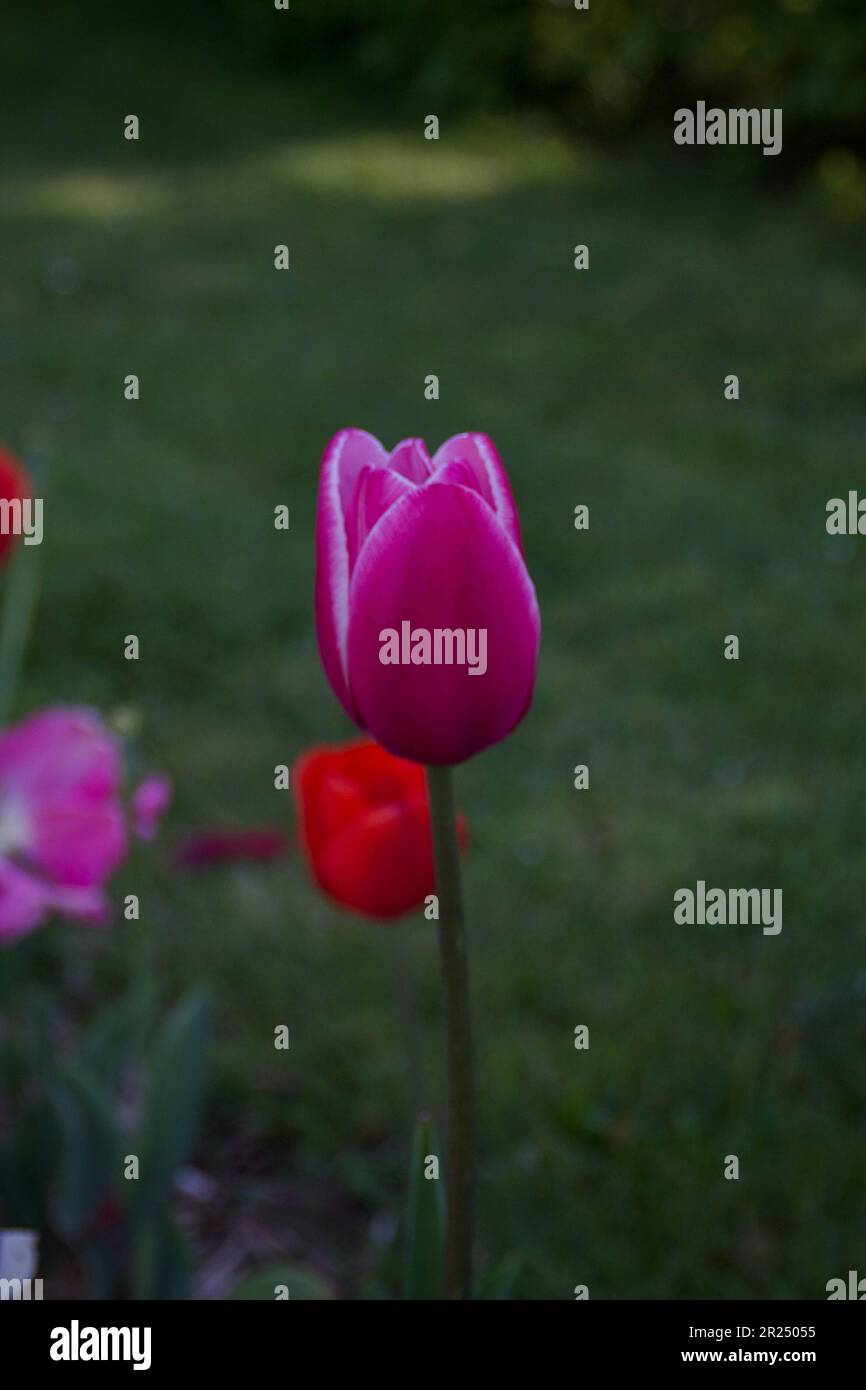 Tulipe hi-res stock photography and images - Alamy