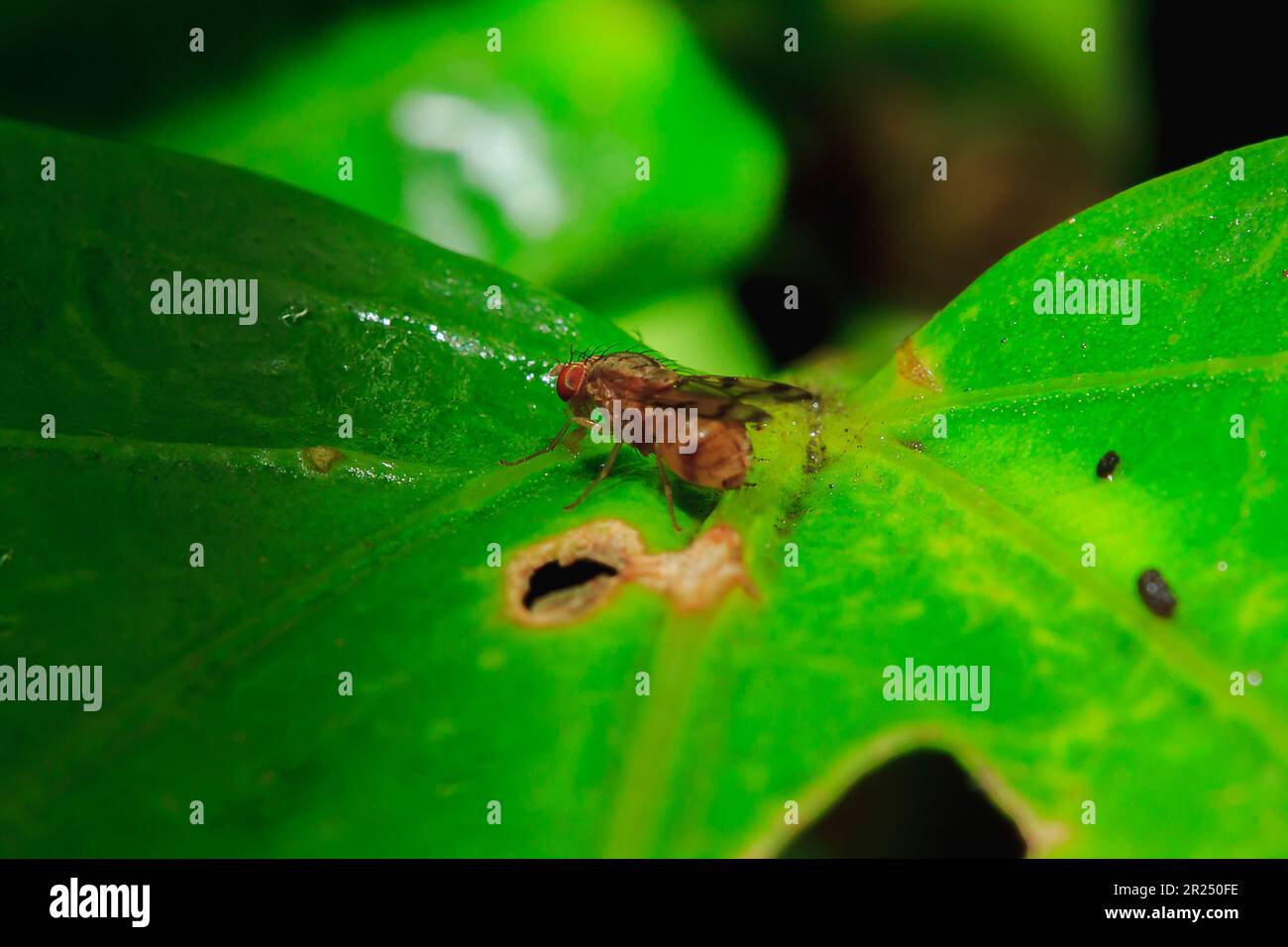 Insect insects eyes wing hi-res stock photography and images - Alamy