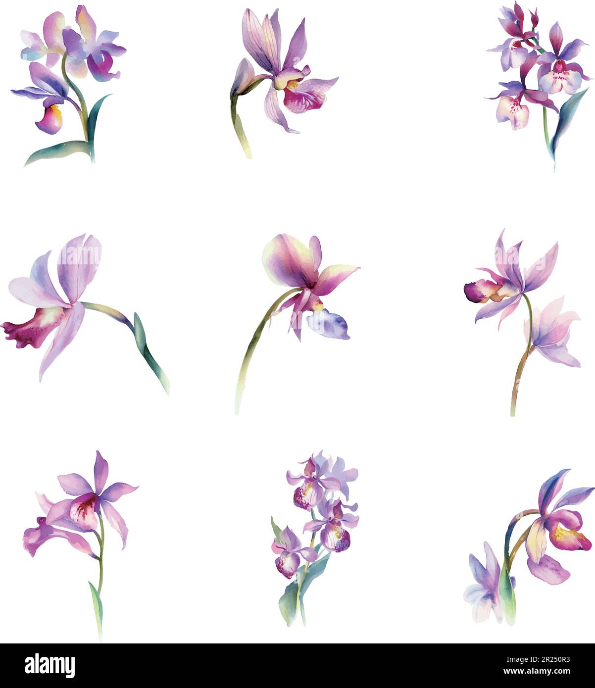 Set of watercolor orchid flowers. Vector illustration. Isolated on
