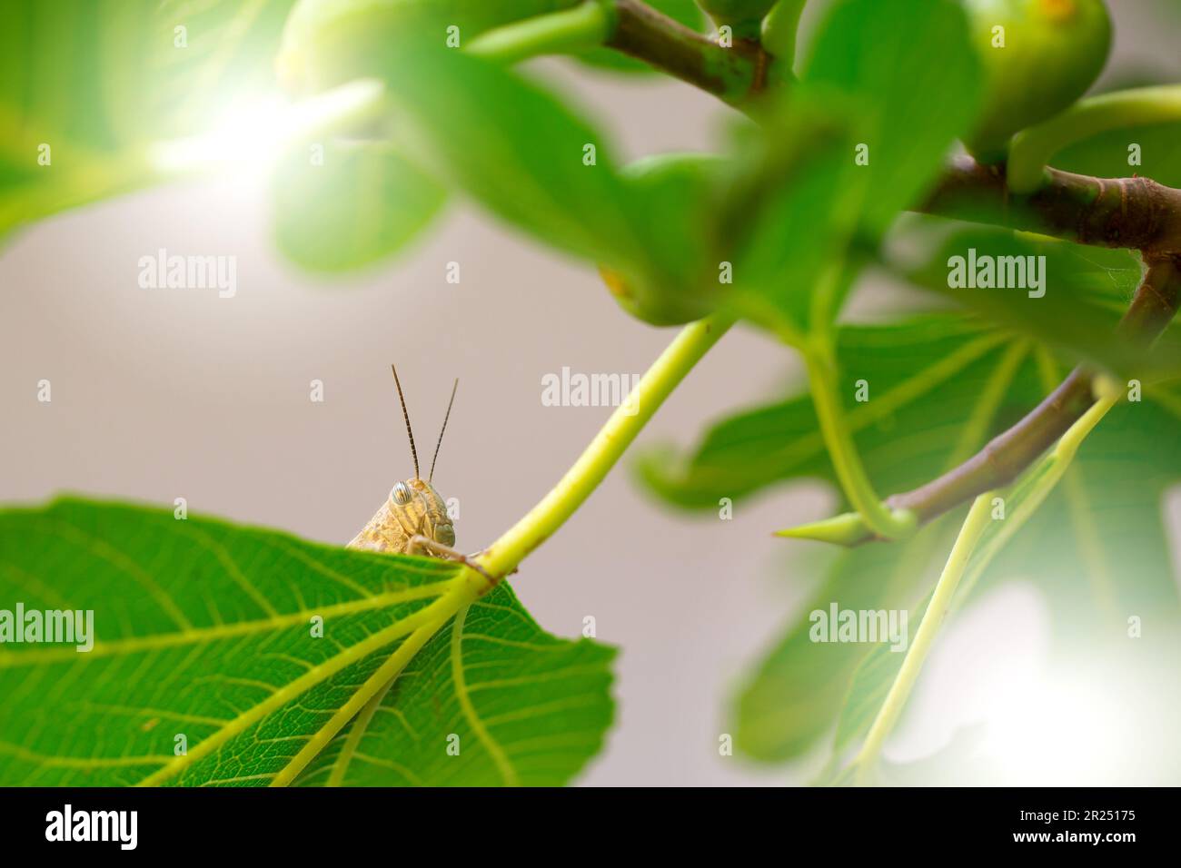 Grasshopper jump close up, insect macro,nature background Stock Photo