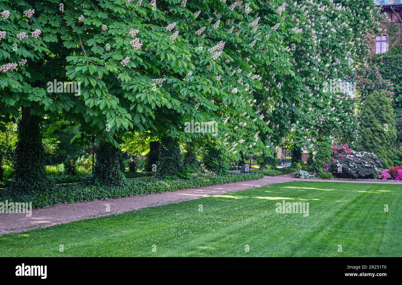 Botanical gardens in Wroclaw old chestnut trees in row Stock Photo - Alamy