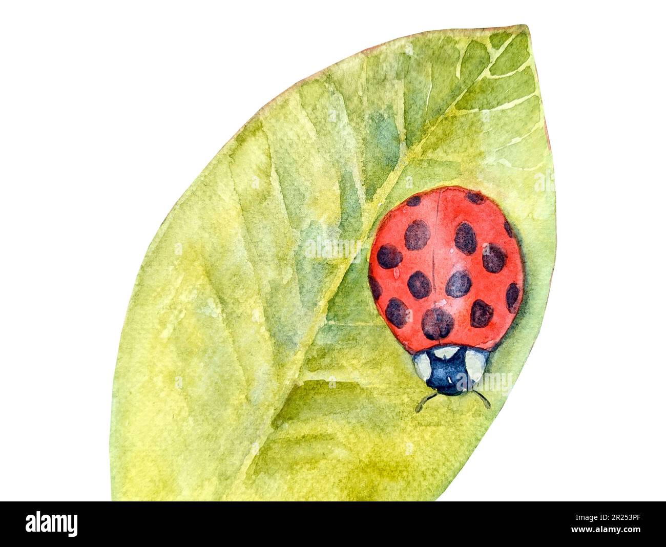 Watercolor botanical summer illustration with colorful ladybug and ...
