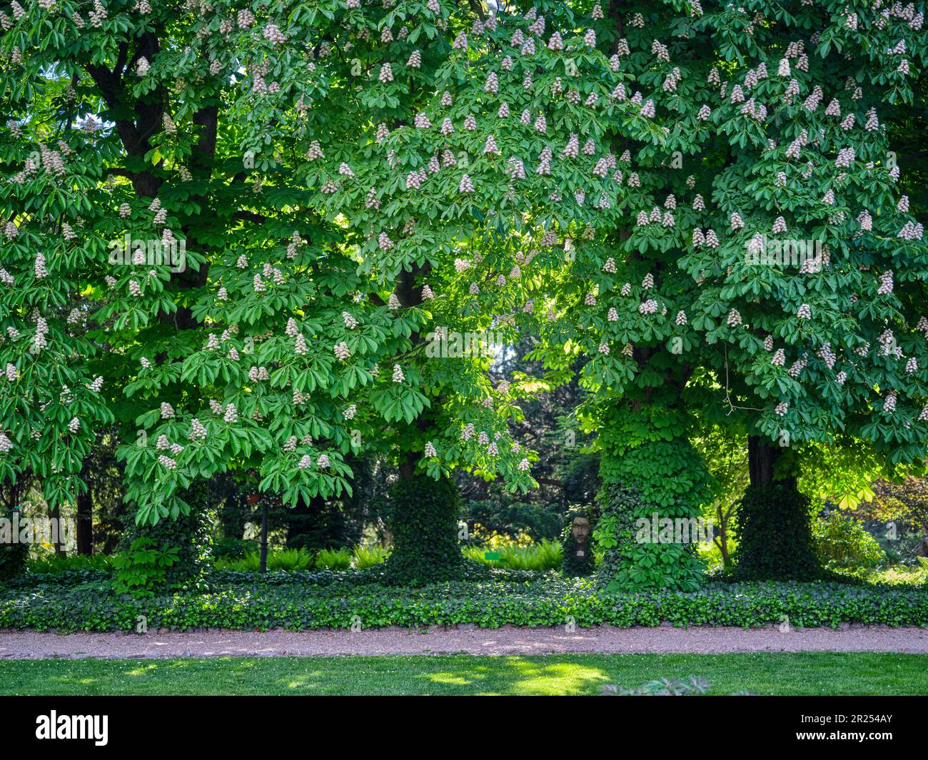 Botanical gardens in Wroclaw old chestnut trees in row Stock Photo - Alamy
