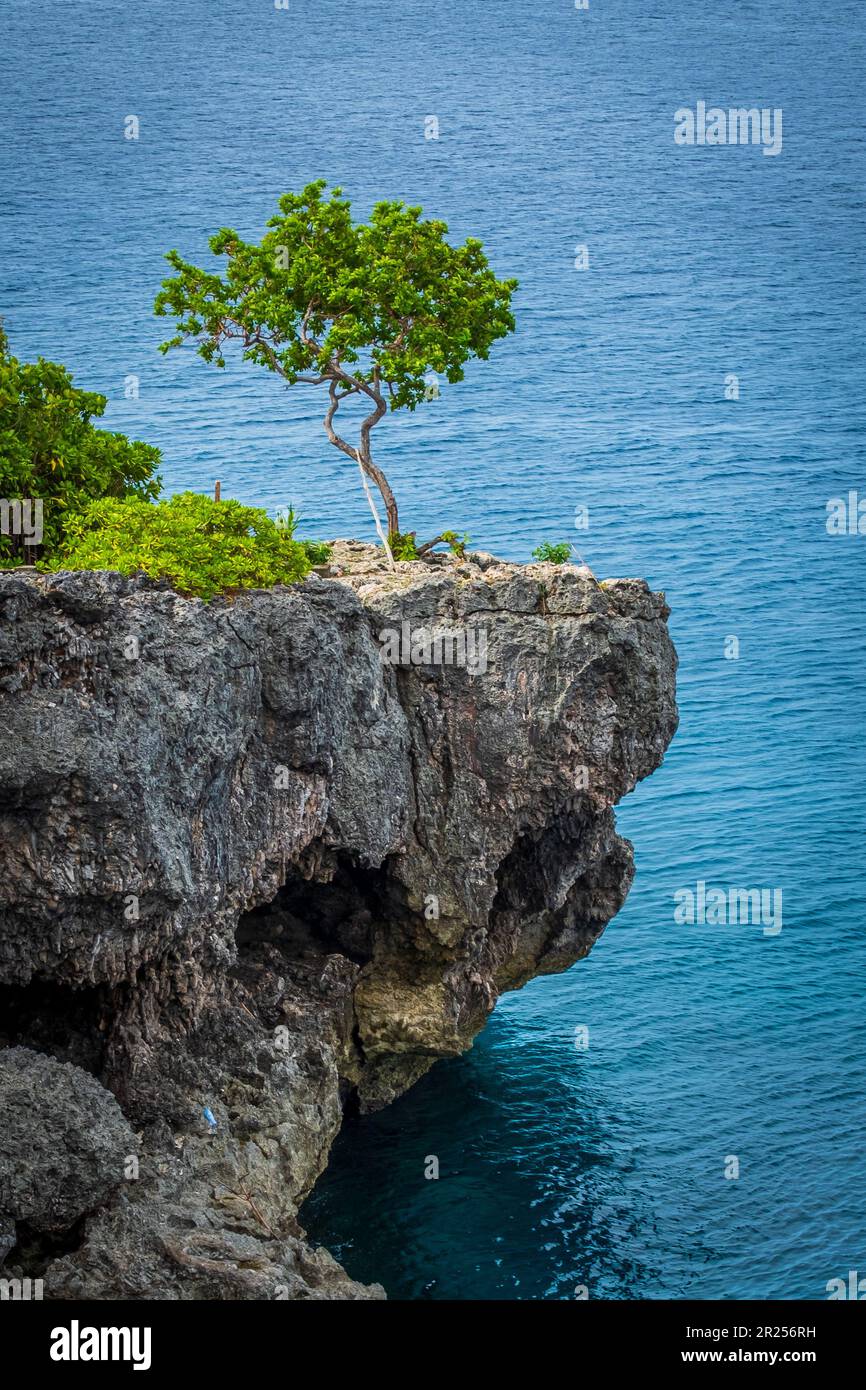 a tree on the edge of a rock Stock Photo