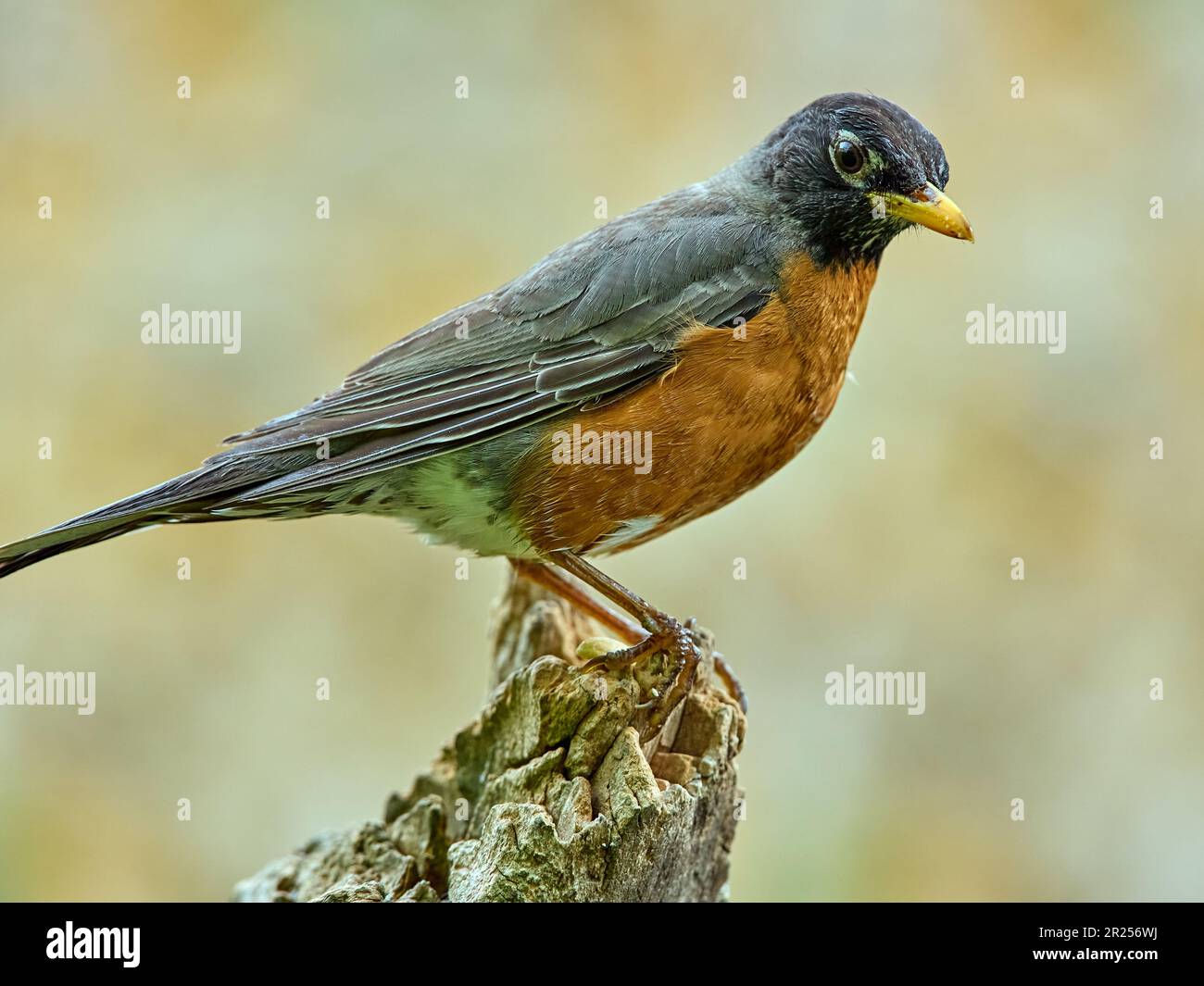 Robin On American robin standing on hi-res stock photography and images - Alamy