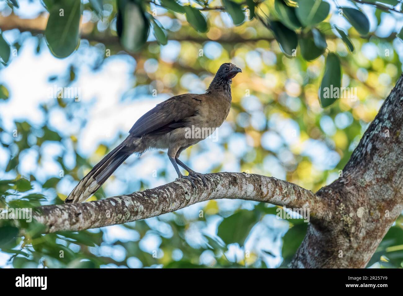 Grey-headed Chachalaca - Ortalis cinereiceps, special ancient bird from Central and Latin America woodlands and forests, Volcán, Panama. Stock Photo