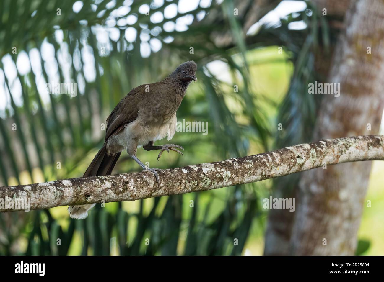 Grey-headed Chachalaca - Ortalis cinereiceps, special ancient bird from Central and Latin America woodlands and forests, Volcán, Panama. Stock Photo