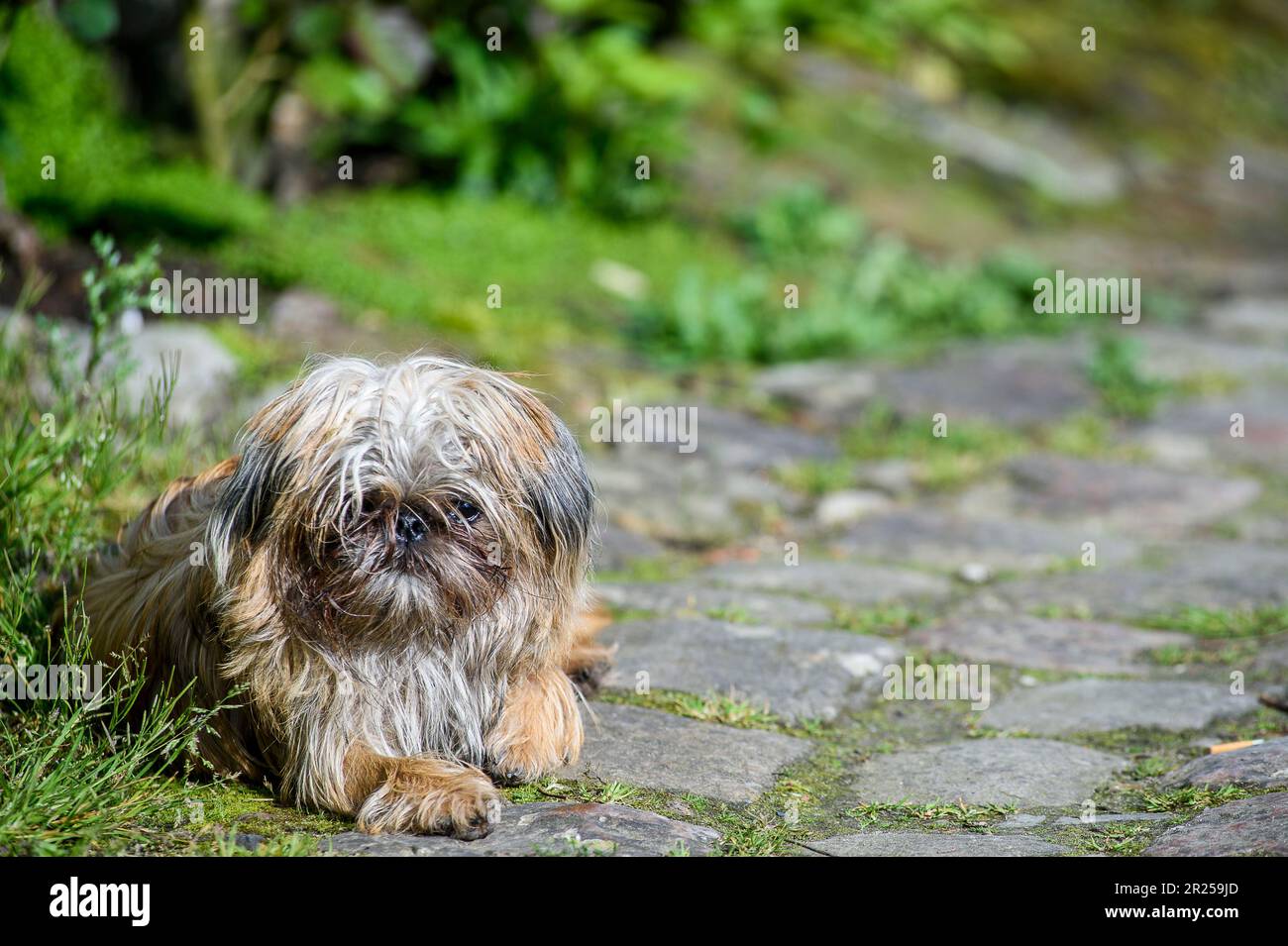 Belgian Griffon lying on paved street | Griffon belge couche sur une rue pavee Stock Photo