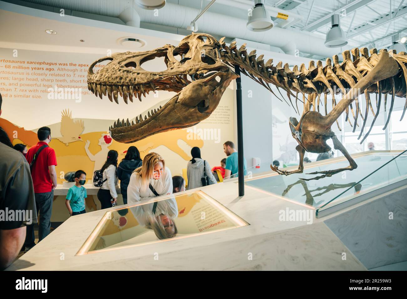 Drumheller, Canada - Mar 2023 Visitors flock to the dinosaur exhibits ...