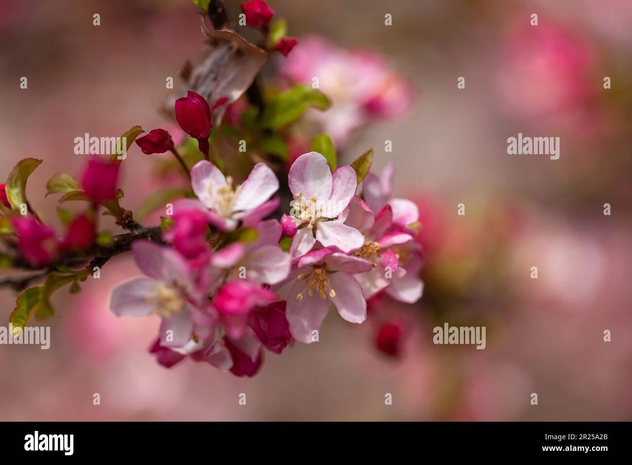 Crabapple tree blossoms Stock Photo Alamy