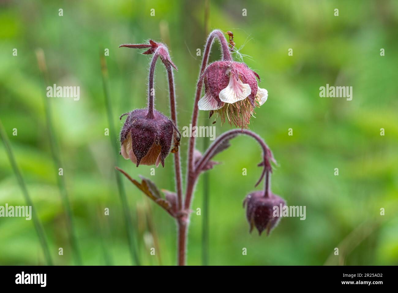 Water avens (Geum rivale), wildflower growing in damp places, Hampshire, England, UK, flowering during May or Spring Stock Photo