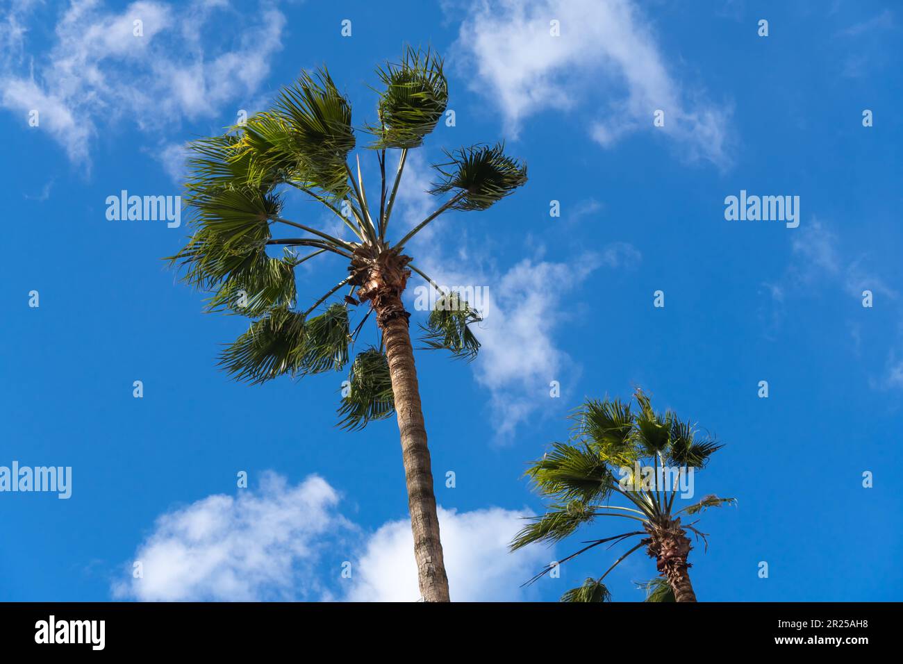 Two beautiful palm trees on the background of a blue sunny sky with ...