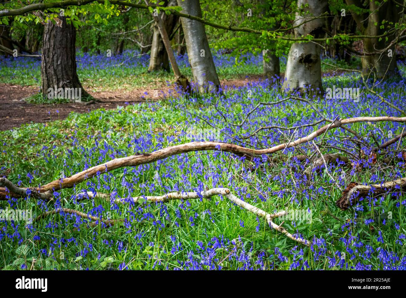 Bluebell Woodland in the spring Stock Photo - Alamy