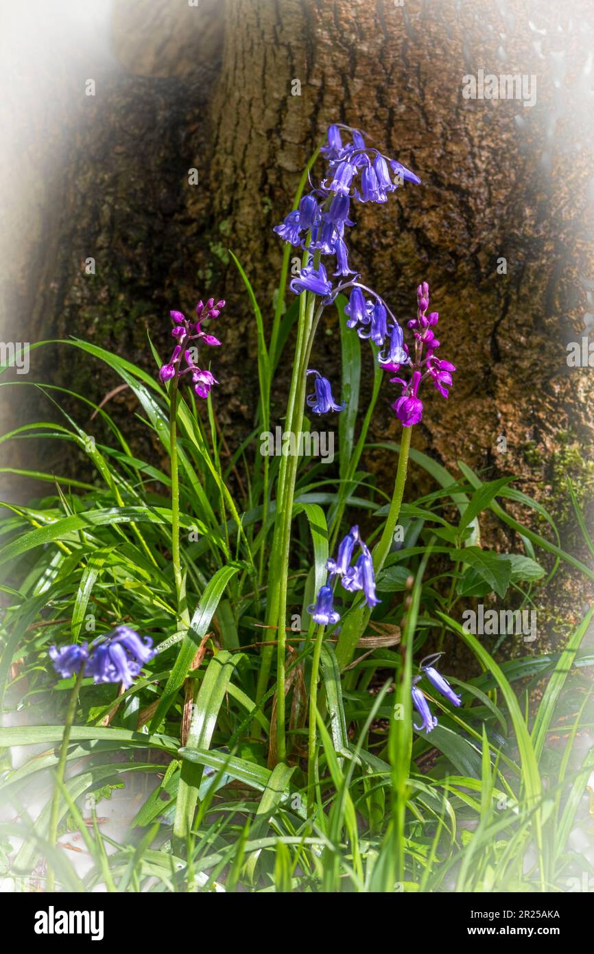 Bluebells and orchids growing next to a tree in the spring Stock Photo