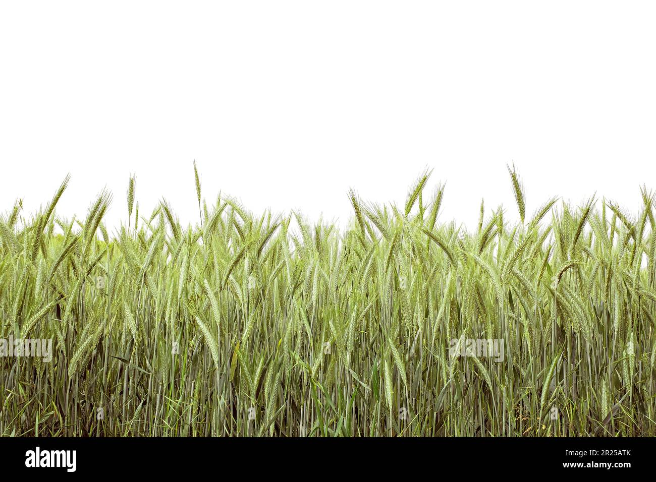 fresh green wheat field isolated on white background Stock Photo