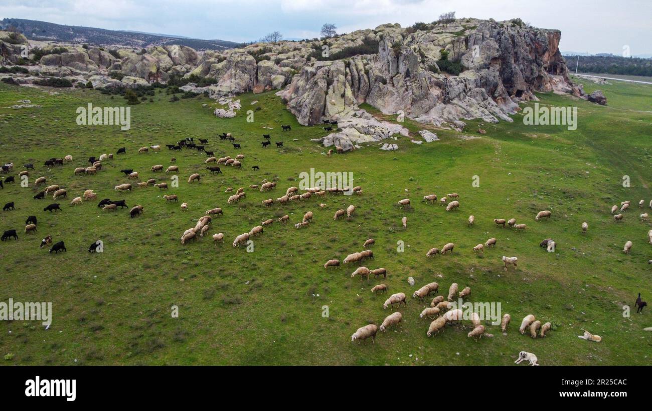 Afyonkarahisar, Turkey. 17th May, 2023. Villagers graze a flock of