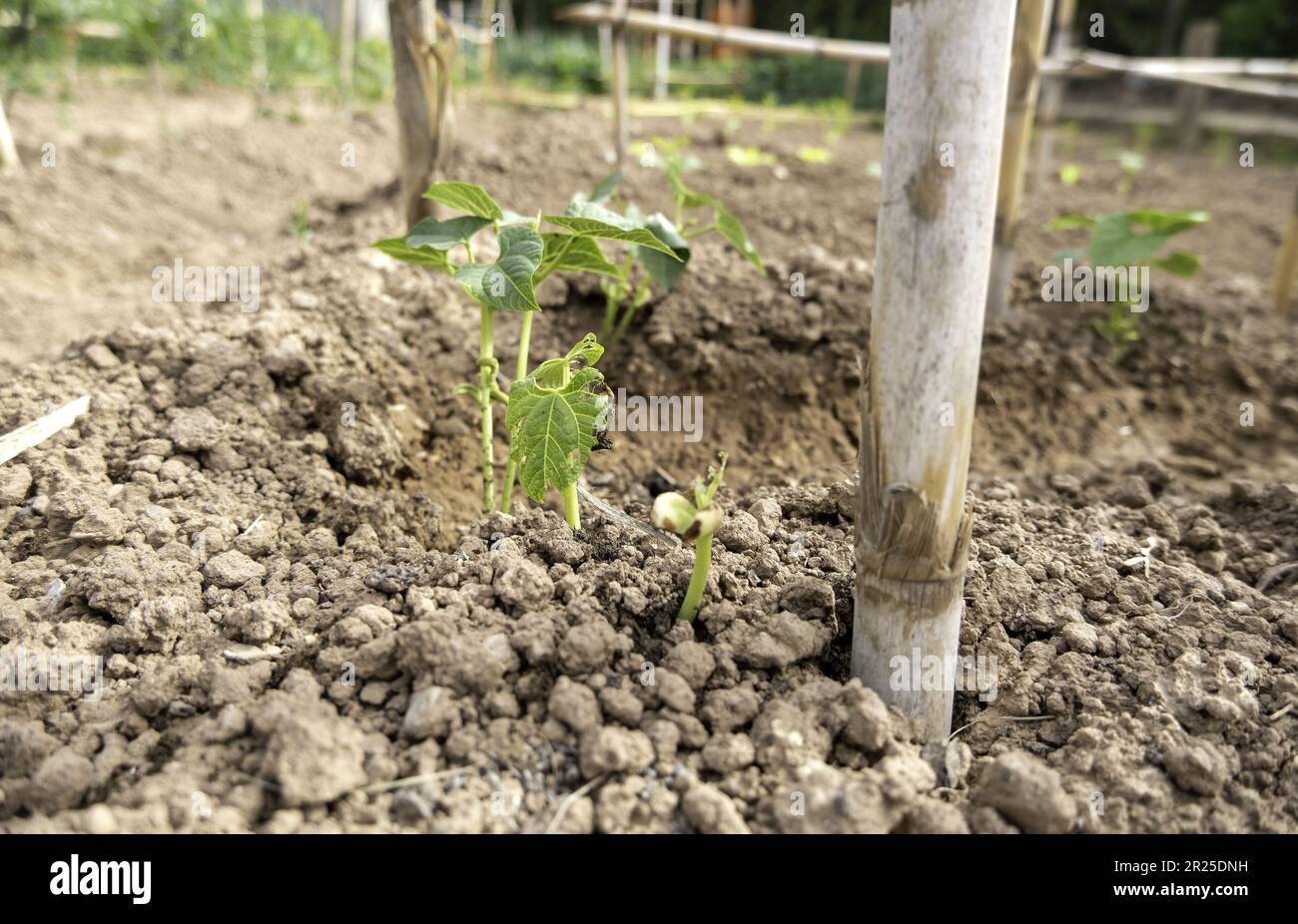 Detail of organic garden for human consumption, healthy vegetables Stock Photo