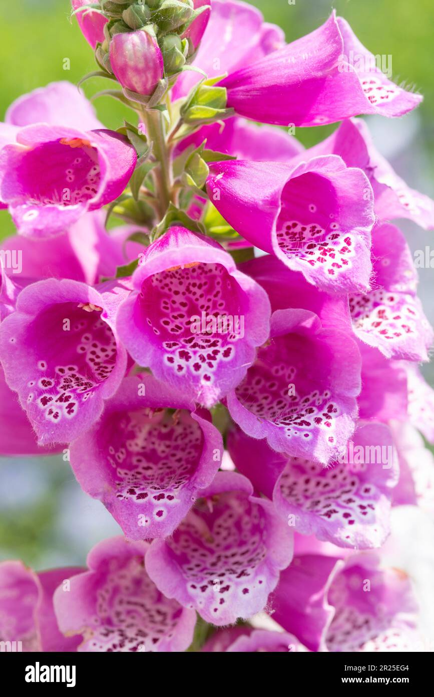 Flower Foxglove Digitalis Purpurea Foxy Stock Photo Alamy