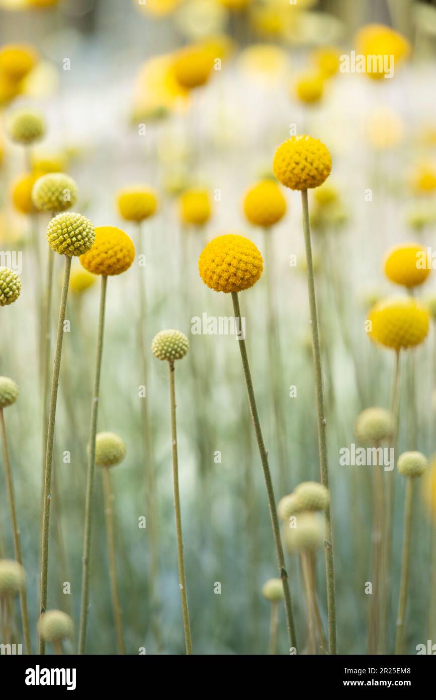 Billy Buttons Flowers, Craspedia Globosa Stock Photo