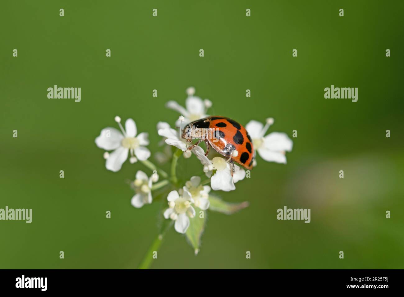 Close up macro image of asian lady beetle on white flowers Stock Photo