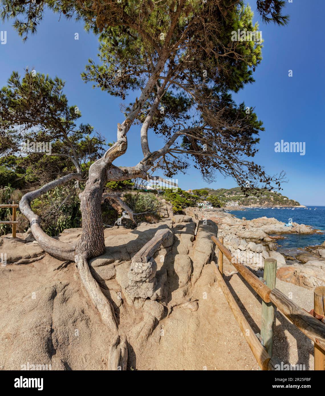Lonesome pine hires stock photography and images Alamy