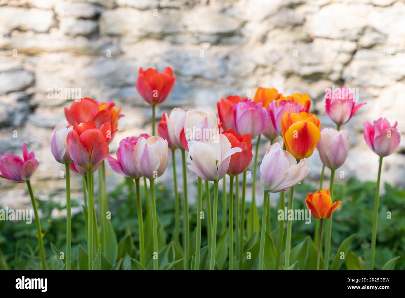 Mix of tulips flowers in garden. Whitewashed wall in the background Stock Photo