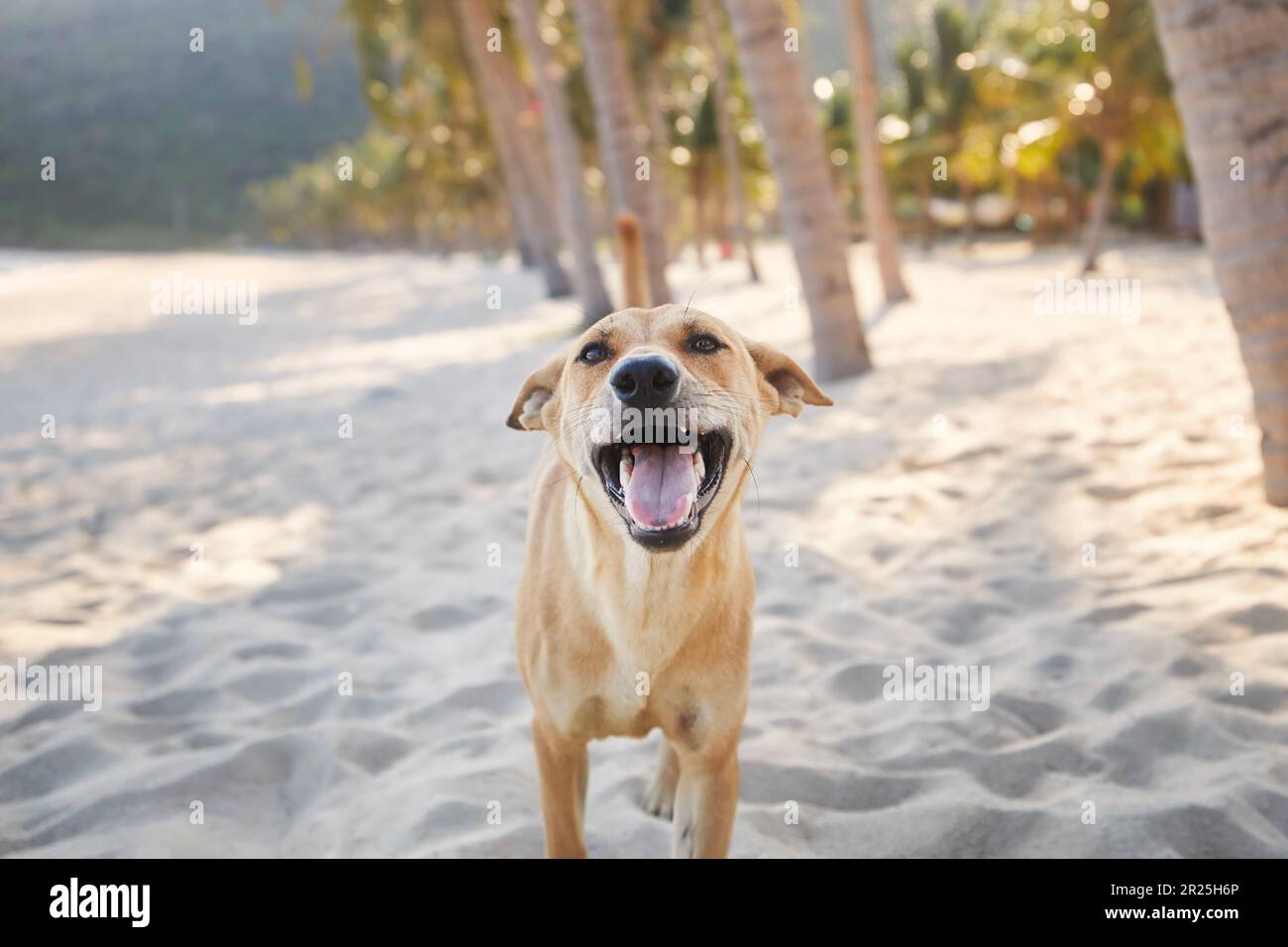 Portrait of happy playful dog under palm trees on idyllic sand beach. Themes vacation and summer adventure with pets. Stock Photo
