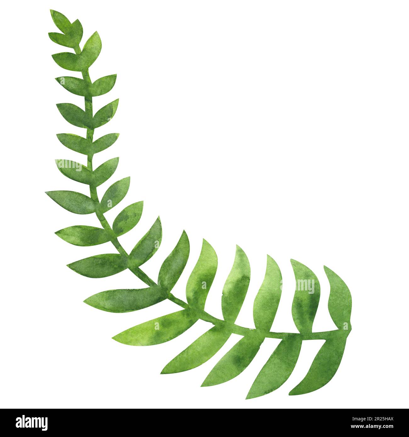Green branch leaves of fern plants. Bracken. Botanical drawing. Hand