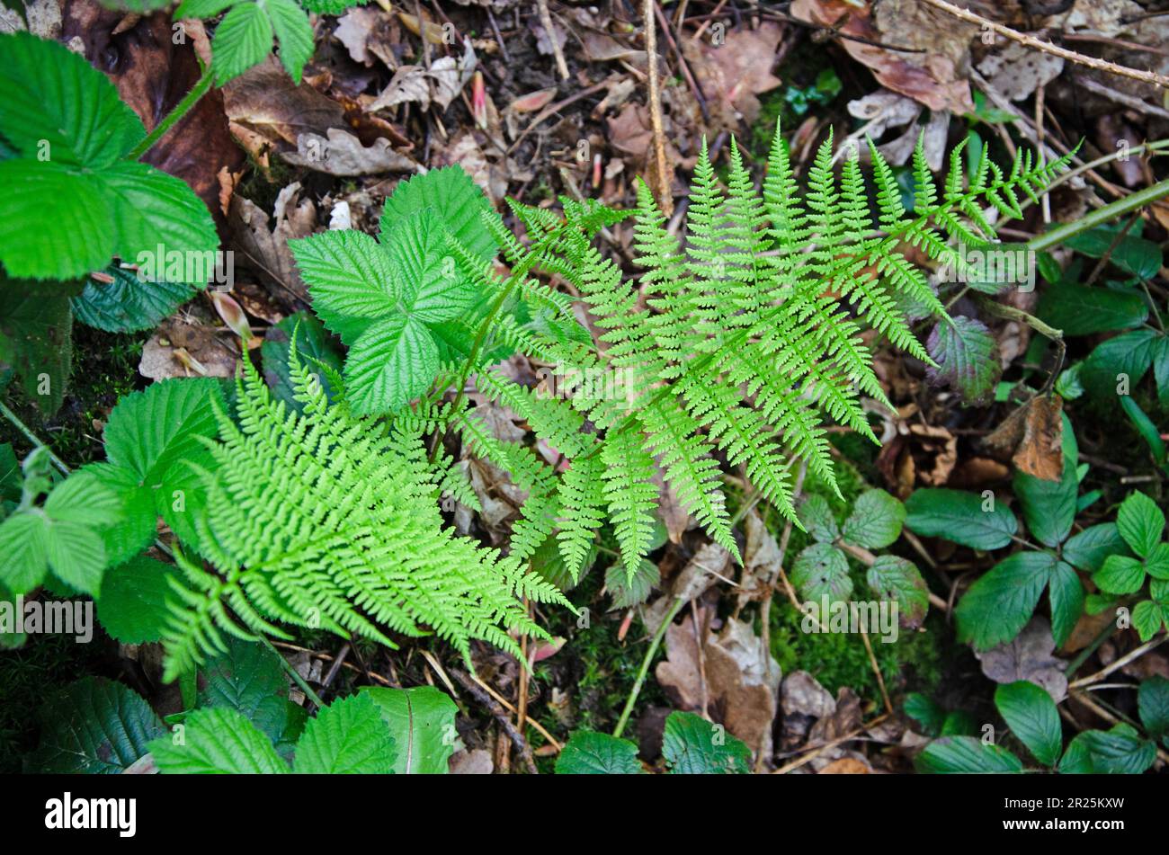 Lady fern in a natural setting in a forest. Athyrium filix-femina Stock Photo
