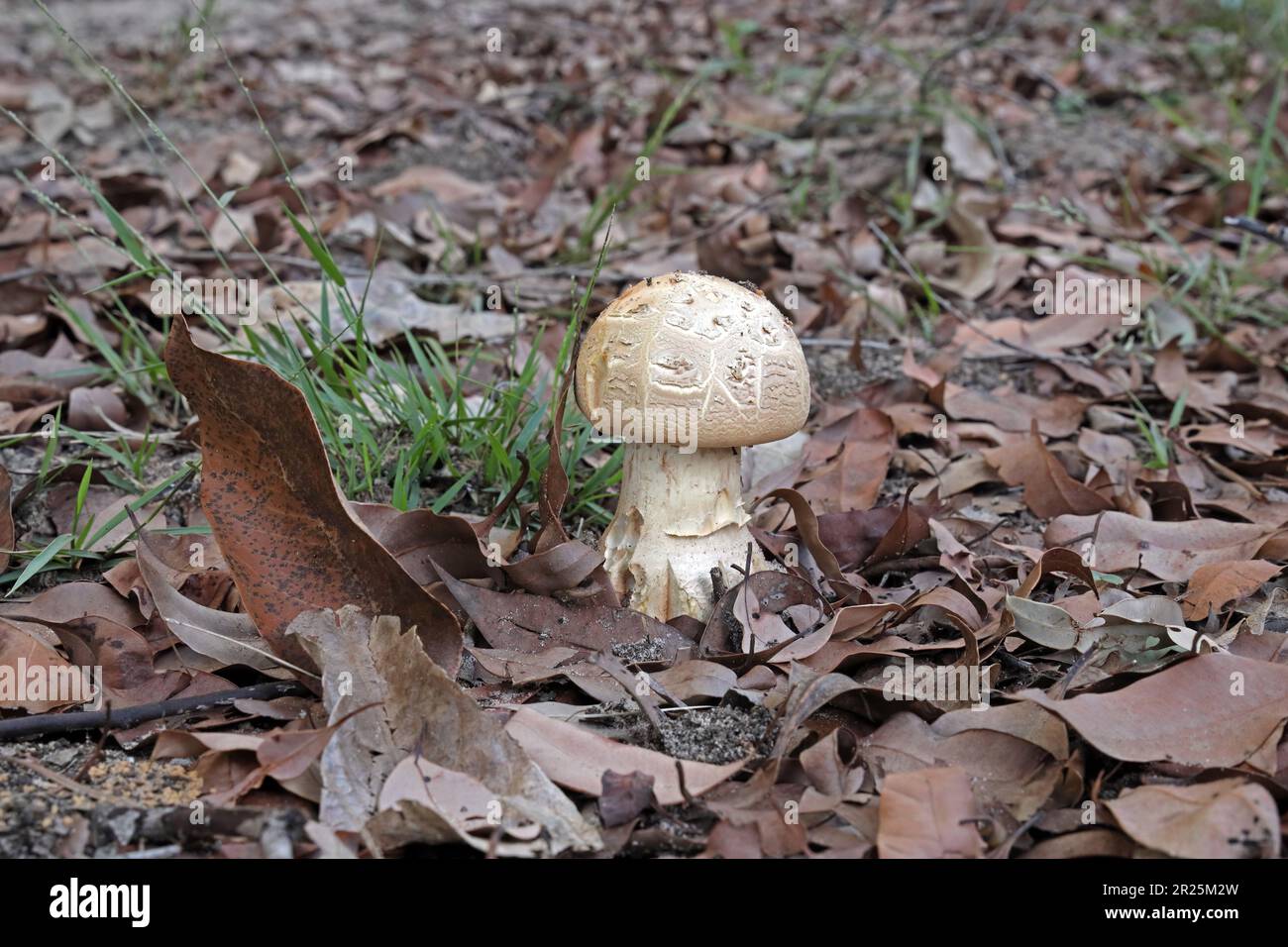 mushroom growing on forest floor North Stradbroke, Queensland