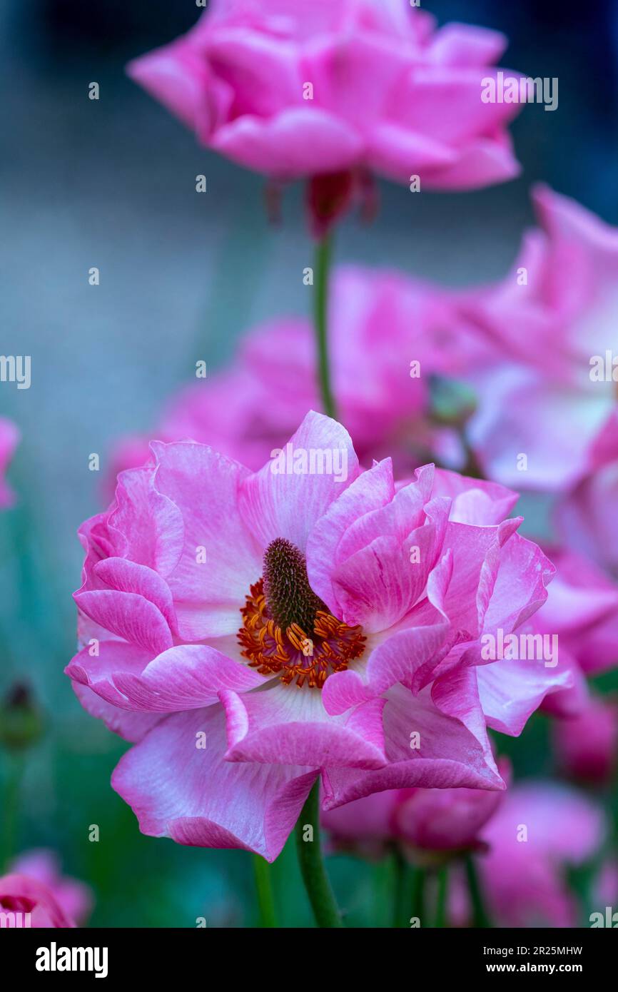 Delicately beautiful Ranunculus - Rococo series. Natural close up plant ...