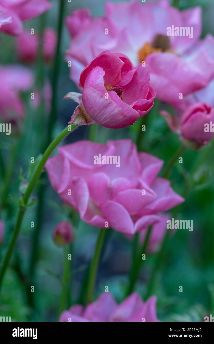 Ranunculus Rococo Delicately beautiful Ranunculus - Rococo series. Natural close up plant ...