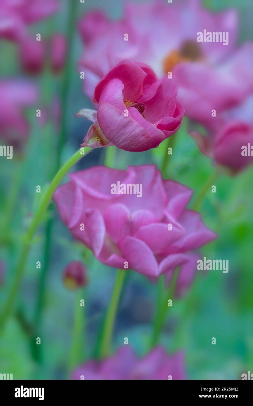 Delicately beautiful Ranunculus - Rococo series. Natural close up plant ...