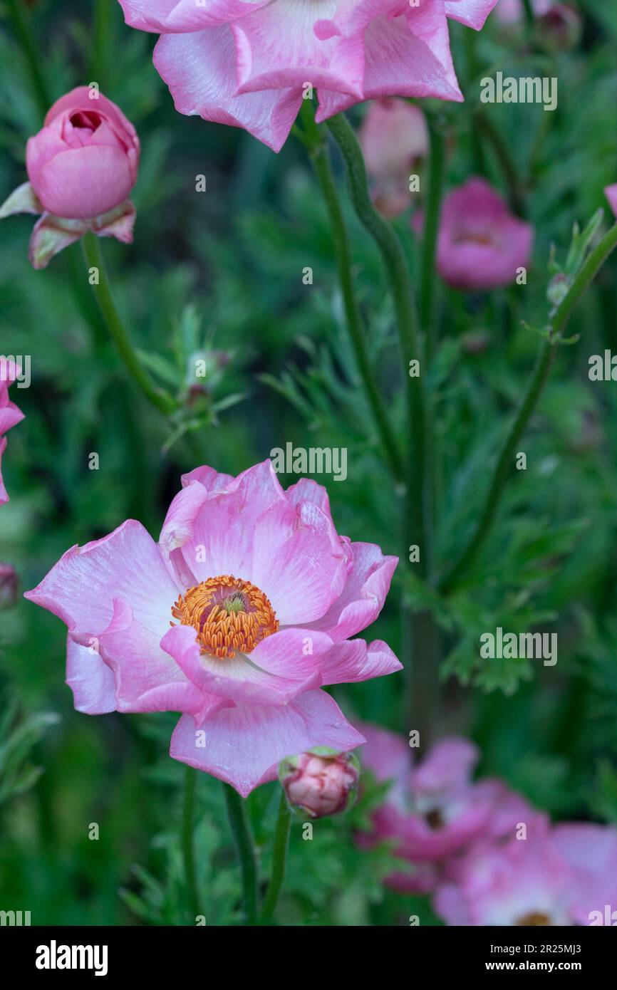 Ranunculus Rococo Ranunculus rococo hi-res stock photography and images - Alamy