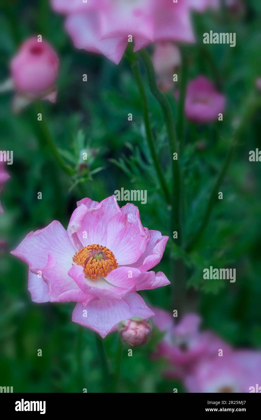 Delicately beautiful Ranunculus - Rococo series. Natural close up plant ...