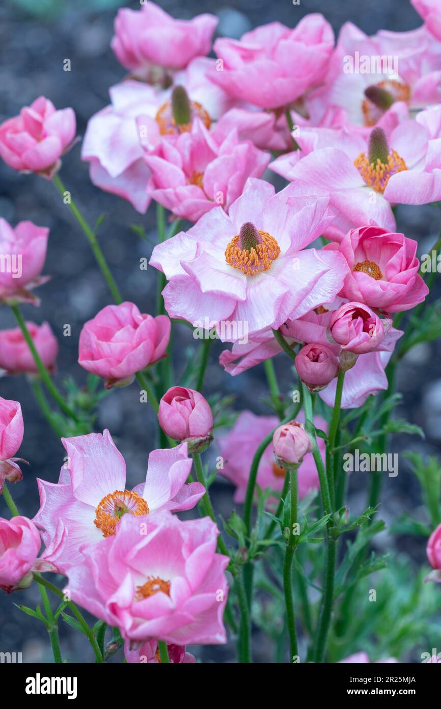 Delicately beautiful Ranunculus - Rococo series. Natural close up plant ...