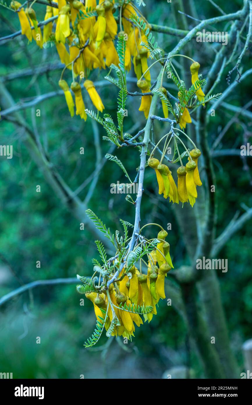 Close up natural flowering plant portrait of Sophora Tetraptera Stock Photo