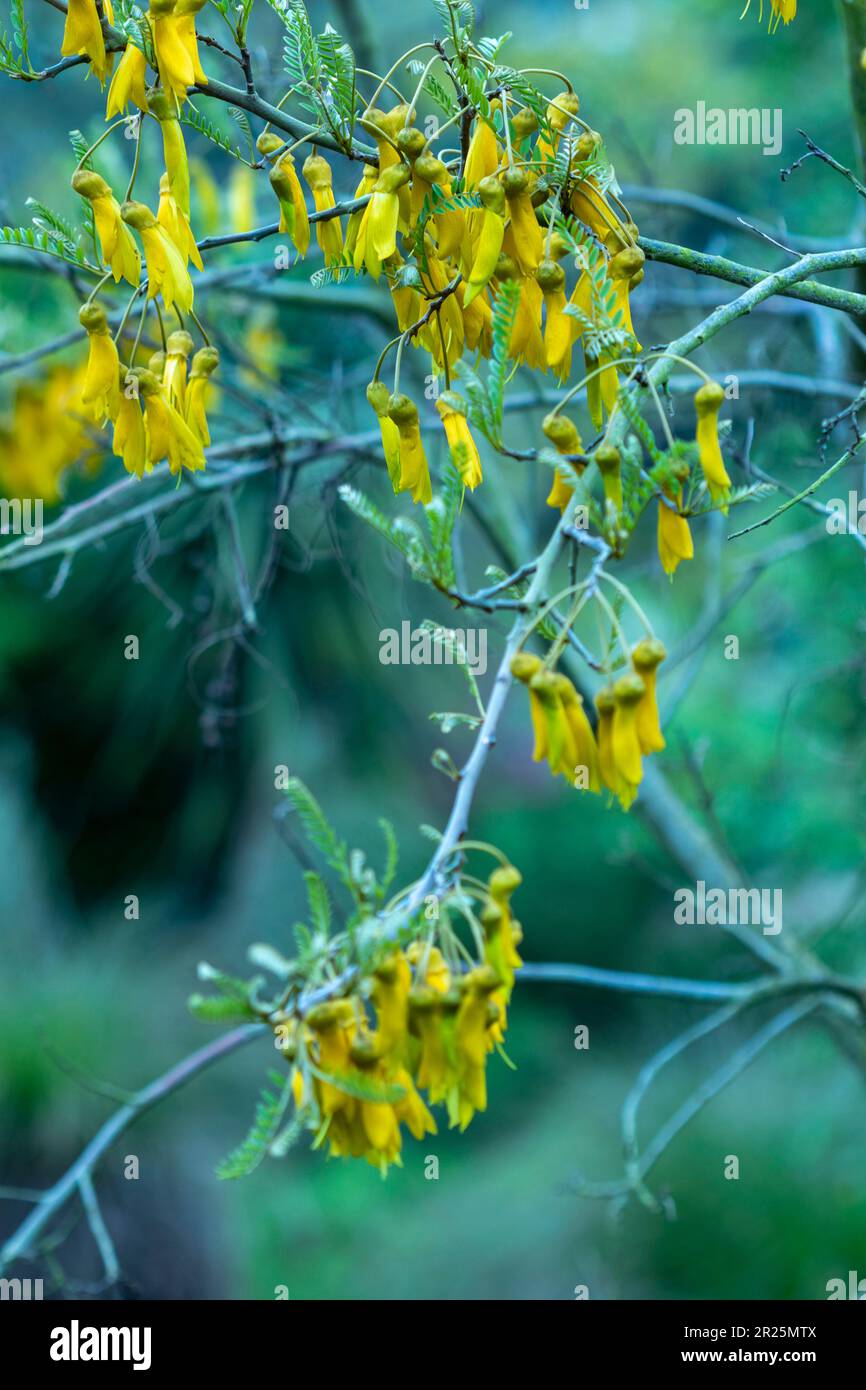 Close up natural flowering plant portrait of Sophora Tetraptera Stock Photo