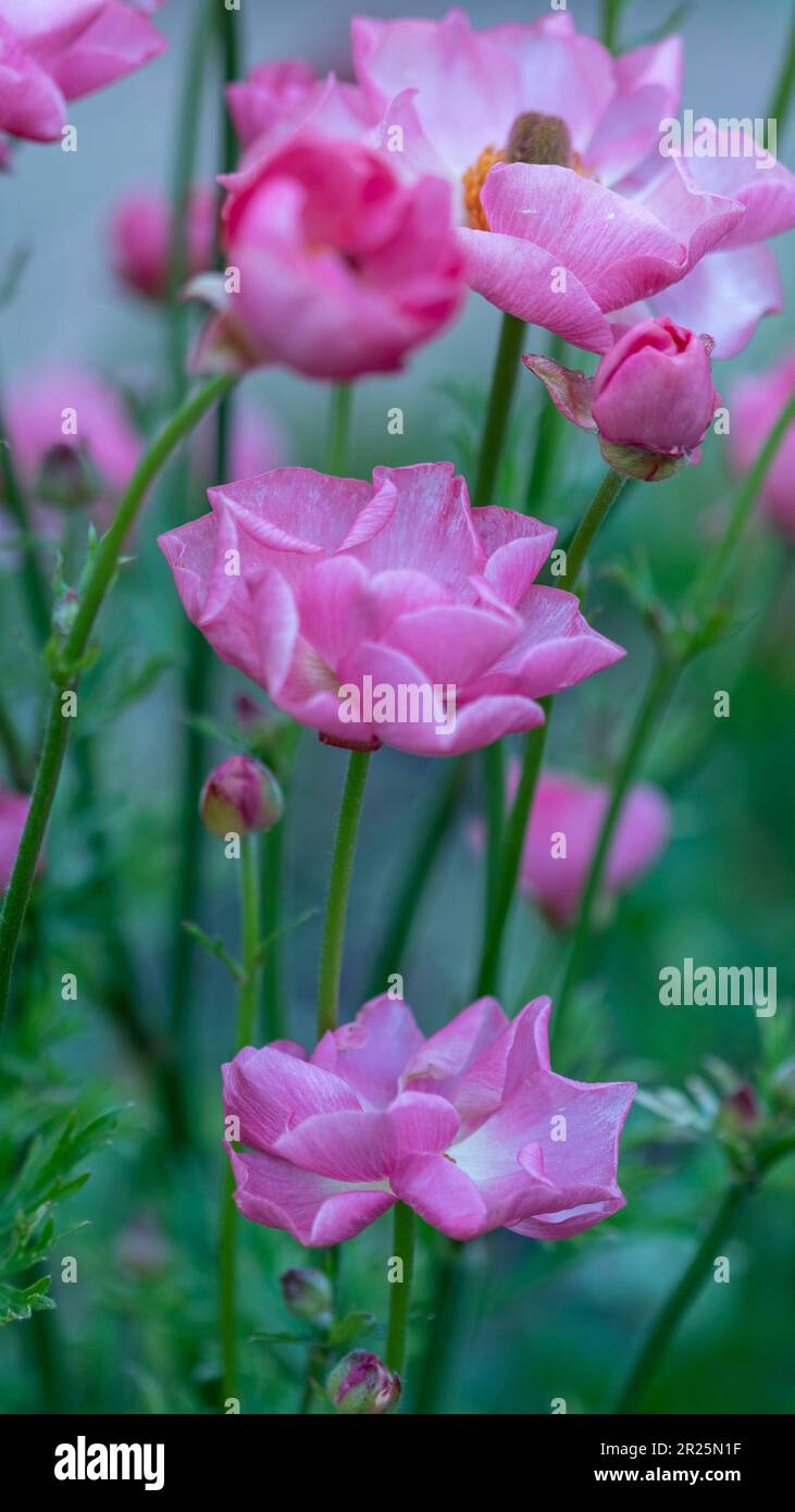 Ranunculus Rococo Ranunculus rococo hi-res stock photography and images - Alamy