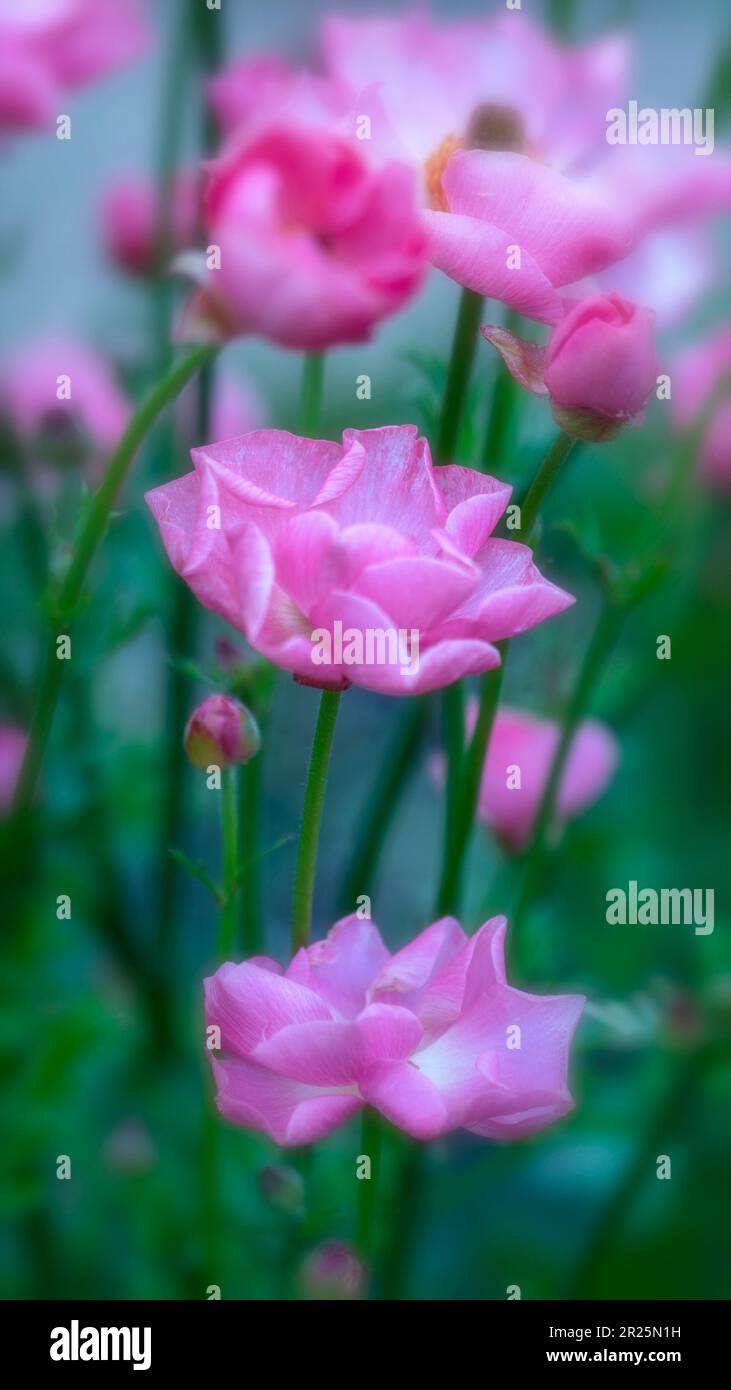 Elegance Rococo Ranunculus Ranunculus rococo series hi-res stock photography and images - Alamy