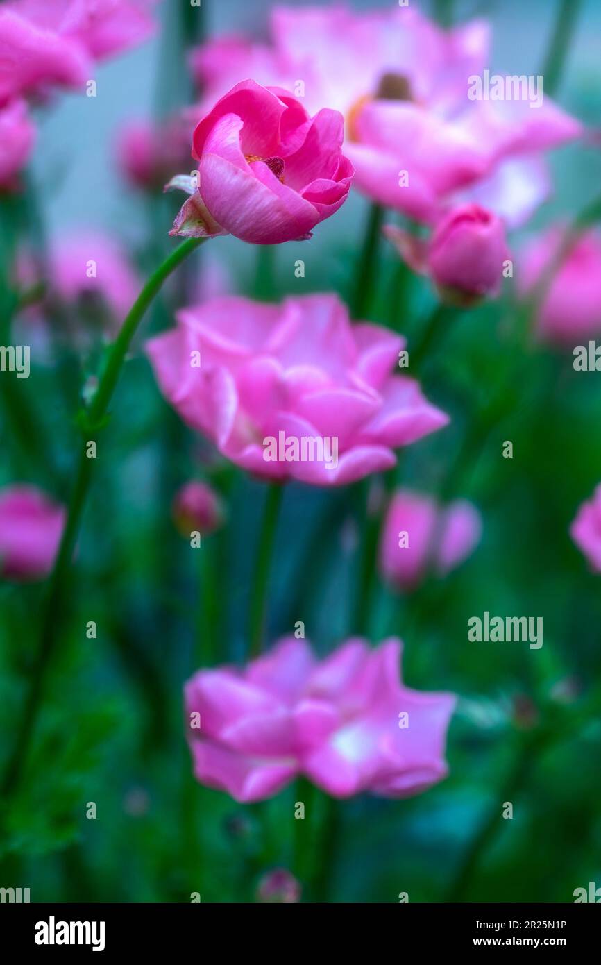Delicately beautiful Ranunculus - Rococo series. Natural close up plant ...